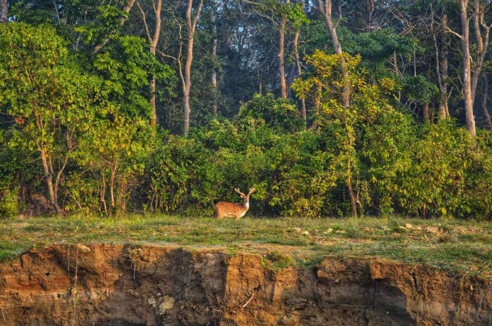 best nepal wildlife tour package