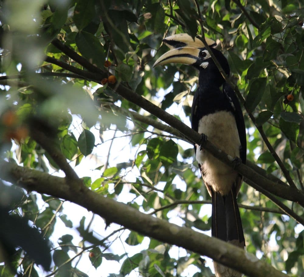 bird watching in nepal