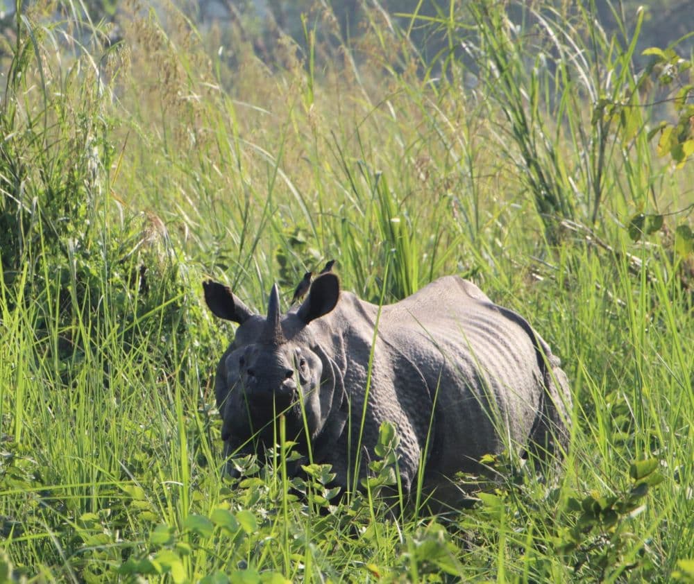 rhino spotting in chitwan